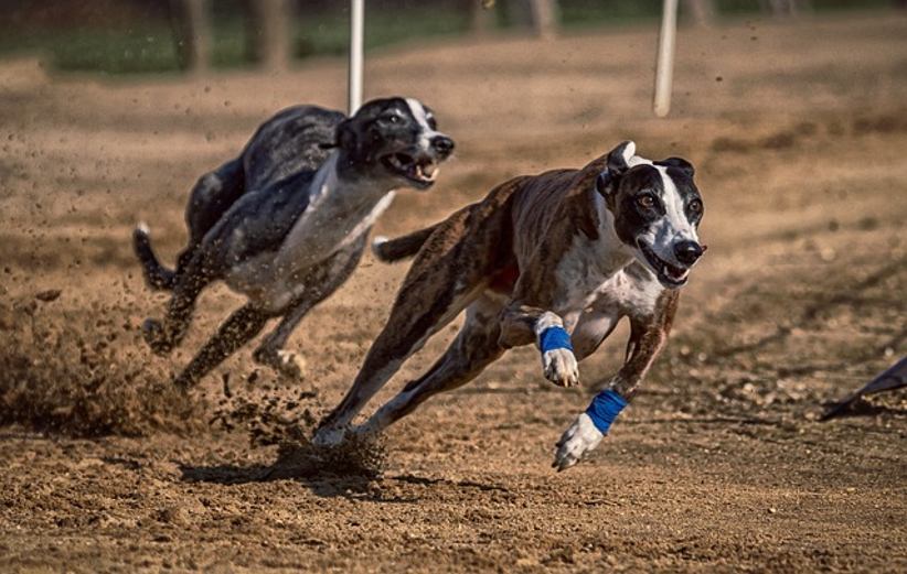 Premier Greyhound Racing y SIS renuevan el calendario de carreras de galgos 1 carrera de galgos