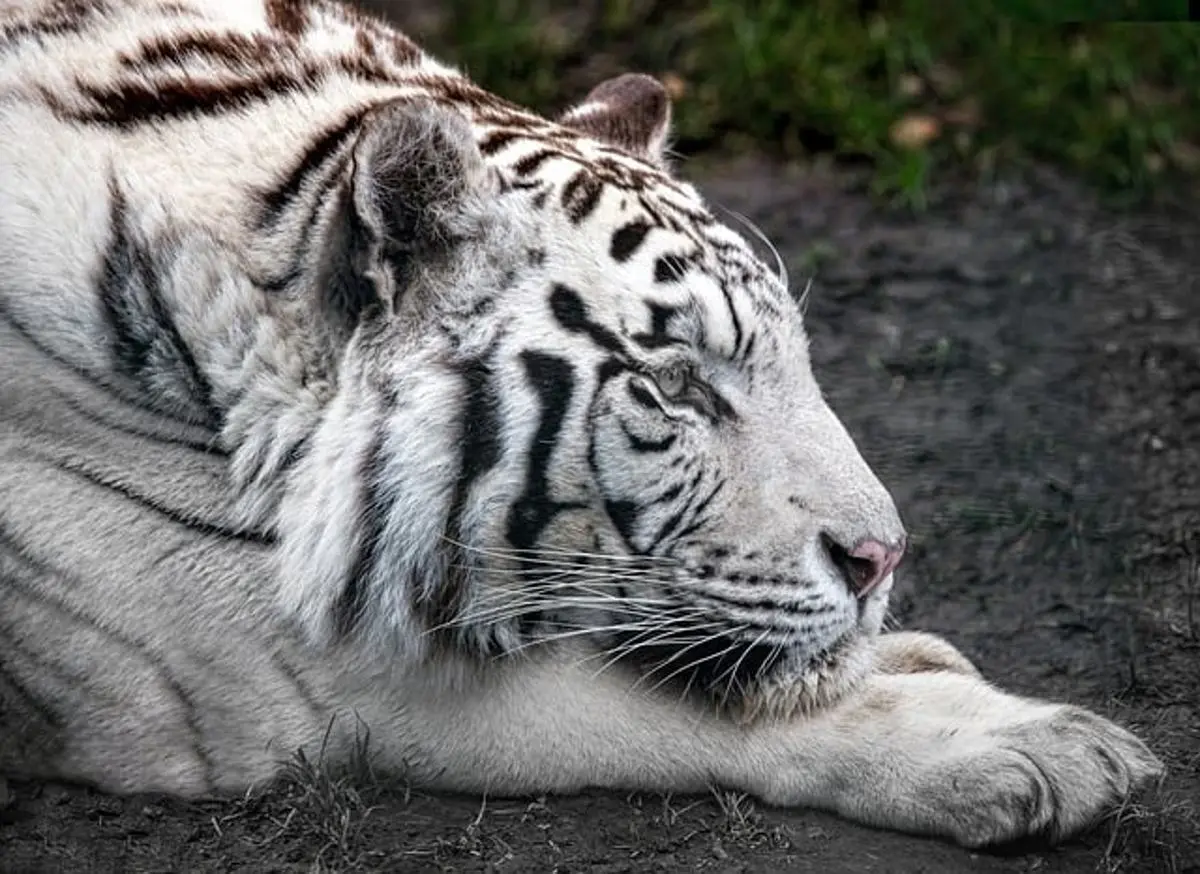 ¿Qué pasó con los Tigres Blancos en el Hotel Mirage de Las Vegas? 1 foto de cerca de un tigre blanco
