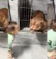 El Bulldog inglés que ha conquistado las redes por cómo reacciona cuando su dueña le dice que se parece a una patata 2 La emotiva reacción de un Bulldog al ser adoptado y encontrarse con el bebé de su nueva familia