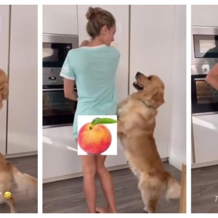 The Golden Retriever who has conquered the networks for how he reacts to dance Sevillanas with his owner