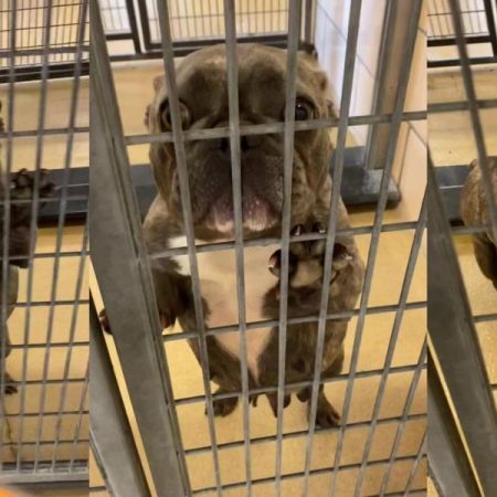 The exciting reaction of a bulldog when he realized that he has been adopted