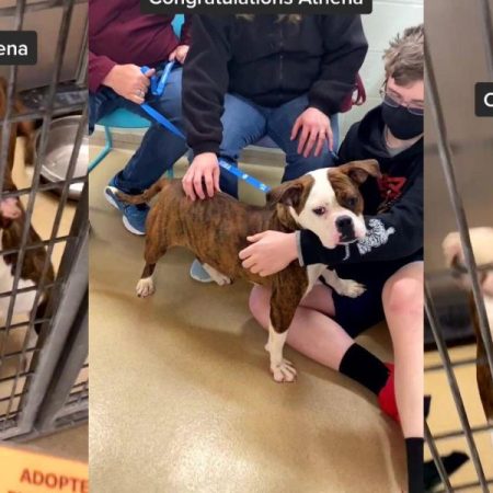 The joy of a bulldog when he realizes that he is adopted and meets his new family