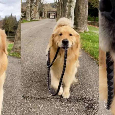 The Golden Retriever who has fallen in love with how he walks to himself