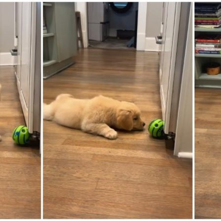 The Golden Retriever Cachorro who has conquered the networks for what he does when his ball is trapped: “There is nothing more mono”