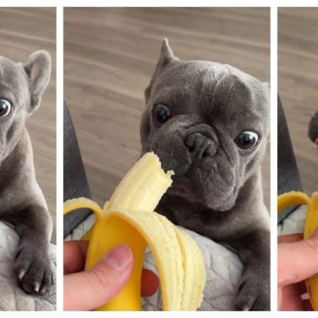 The tender reaction of this French bulldog when trying a banana for the first time