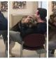 El Bulldog inglés que ha conquistado las redes por cómo reacciona cuando su dueña le dice que se parece a una patata 1 La emotiva reacción de un Pastor Alemán al conocer a la familia que le ha adoptado: más de 2 millones de personas han visto el vídeo