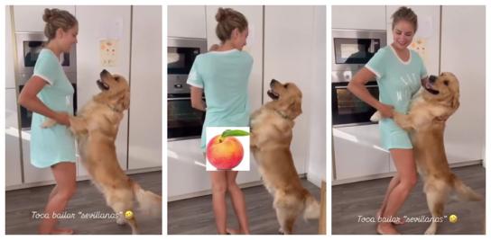 El Golden Retriever que ha conquistado a las redes por cómo reacciona al bailar sevillanas con su dueña 2 Golden Retriever bailando sevillanas con Alba Carrillo