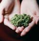 Cannabis