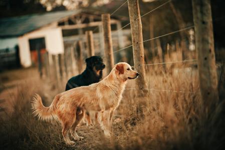 Dos perros percibiendo emociones