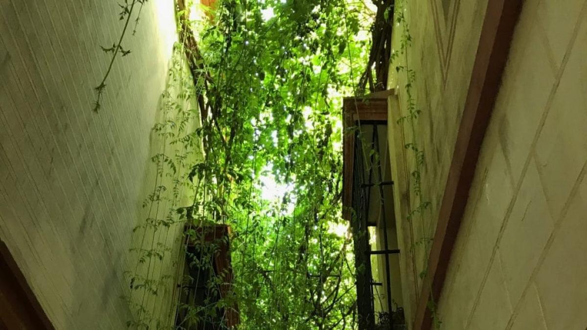 The greenest and narrowest street in Seville hides a horrible past, but that has not prevented it from going viral 1 6833003c756cd