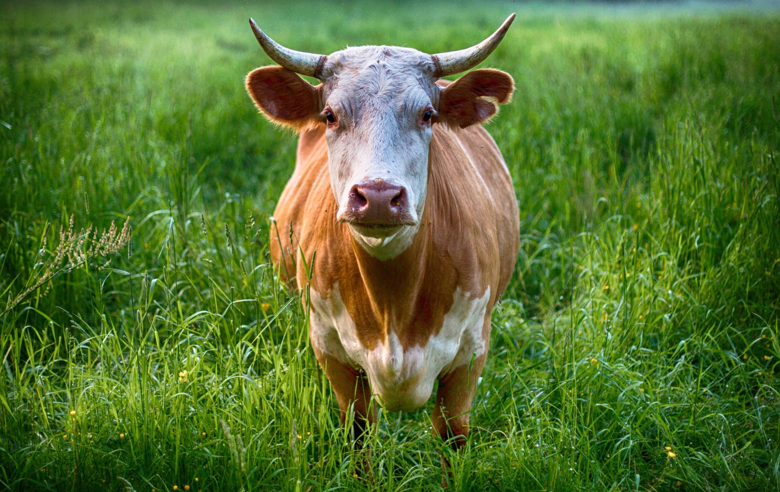 The Harsh Reality of the Livestock Farmer in Valladolid: Is the Change to Beef Cows the Solution?