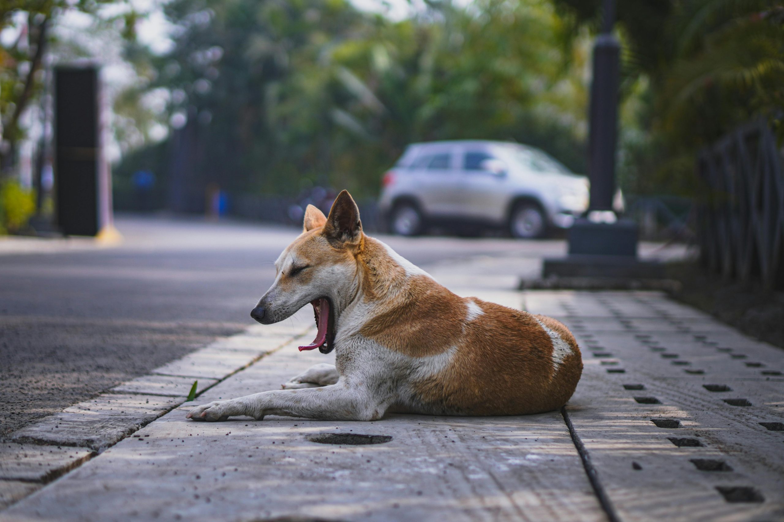 How to Act Against Animal Abandonments: 7 Important Steps You Should Know