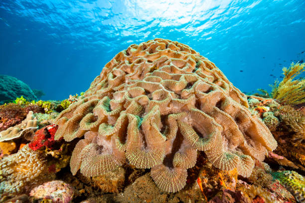 ¡Increíble hallazgo! Descubren qué secretos esconde el Atlántico Sur en su fondo marino