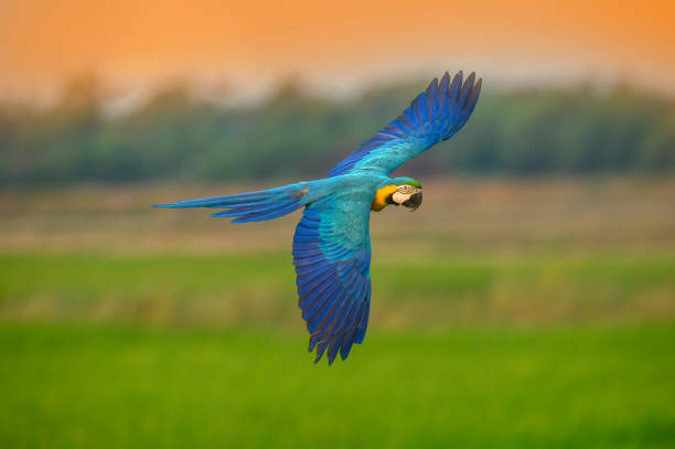 Discovery in Chaco Canyon reveals the cultural and ritual importance of macaws in ancient societies in the United States