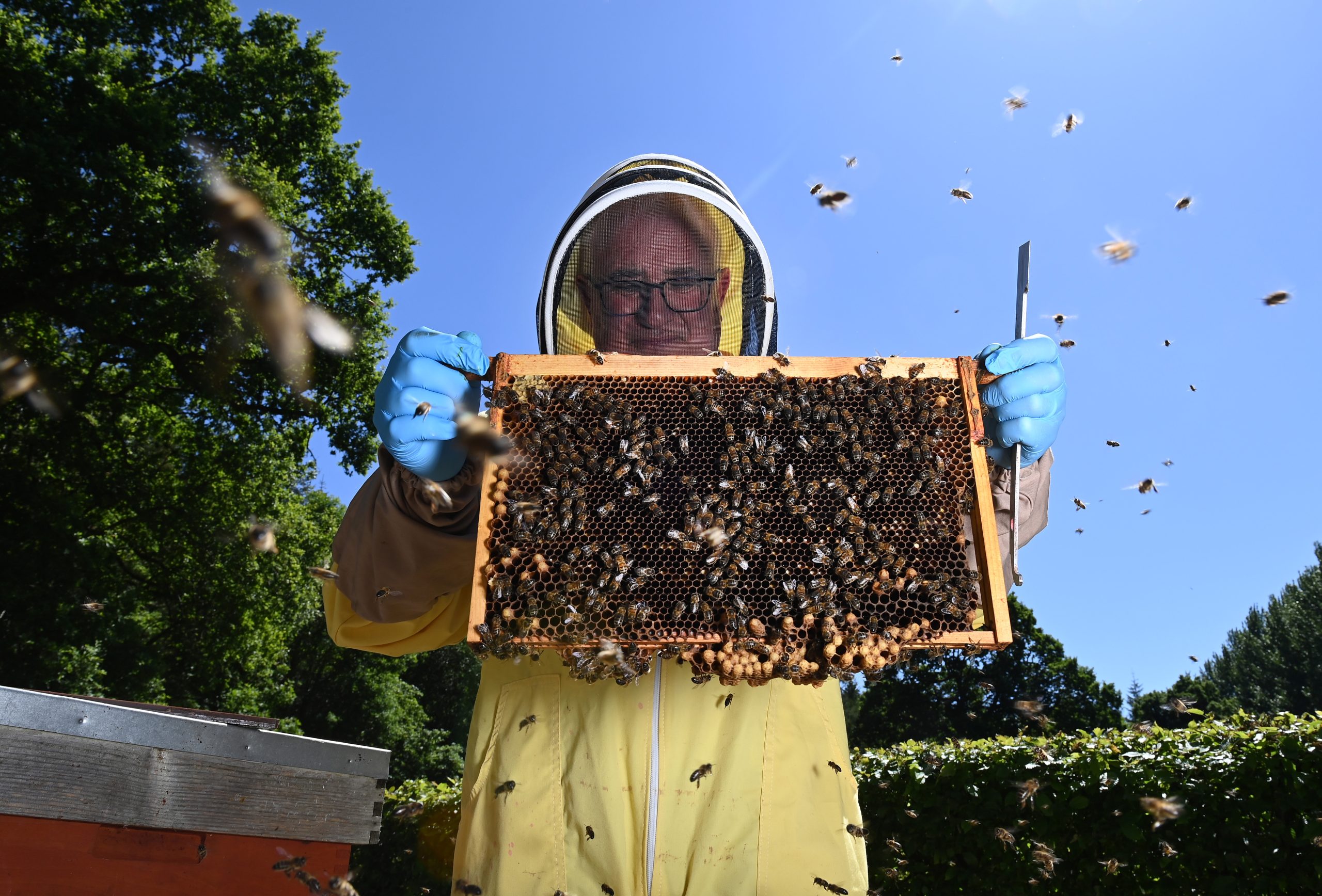 Bees: unexpected guardians of agriculture in Kenya