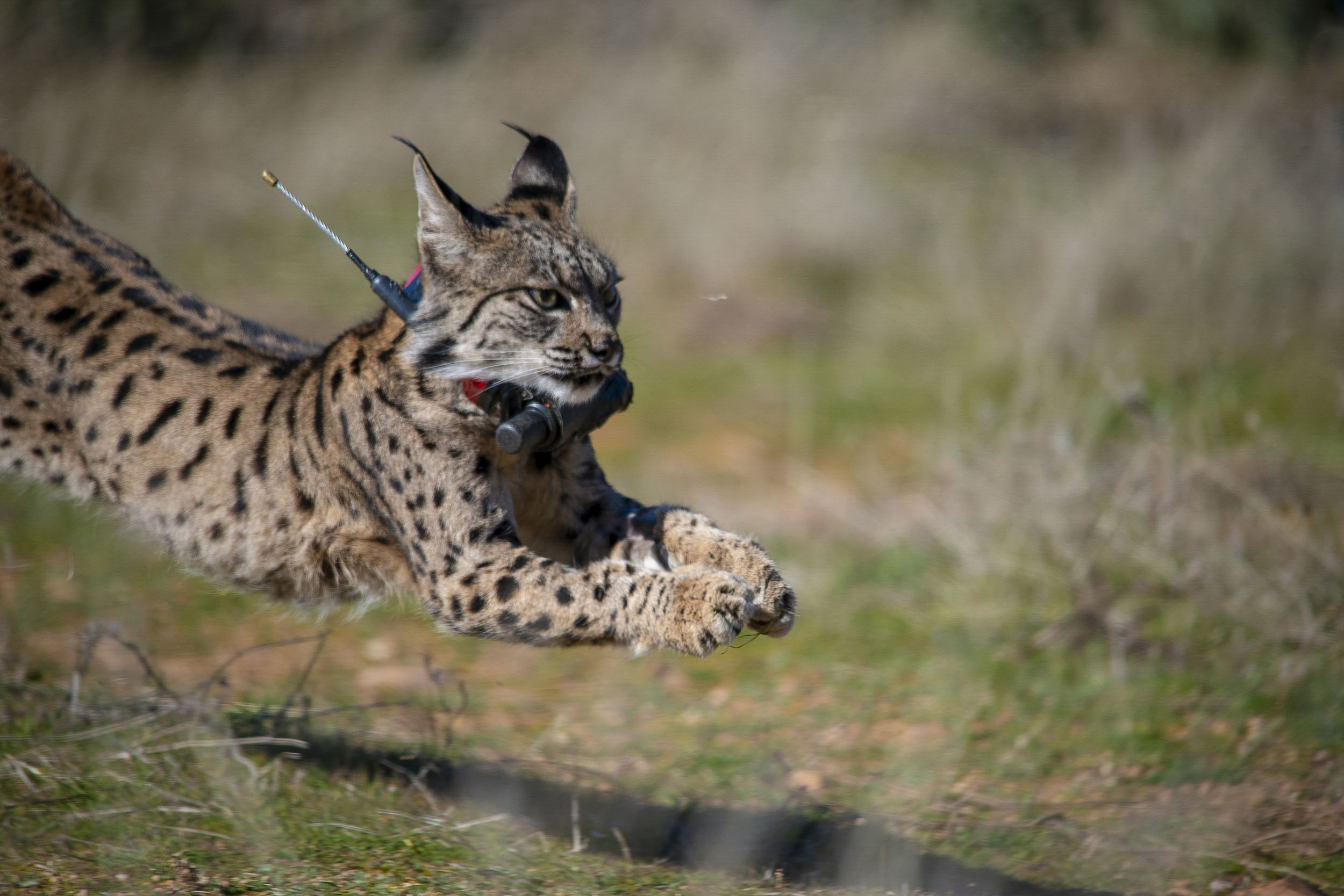 The Iberian Miracle: The Lynx Rises from the Ashes and Conquers New Territories
