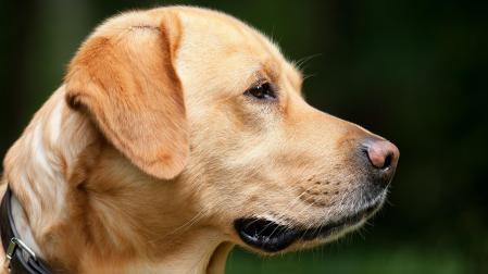 Canine Alert! The Hidden Danger in the Garden: Toad Toxin That Threatens Your Pet