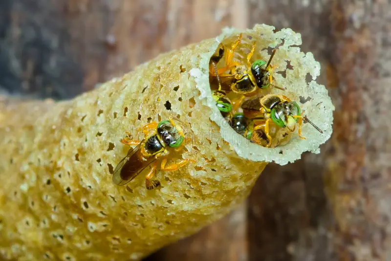 Revolution in the Amazon! Stingless bees, pioneers in legal rights