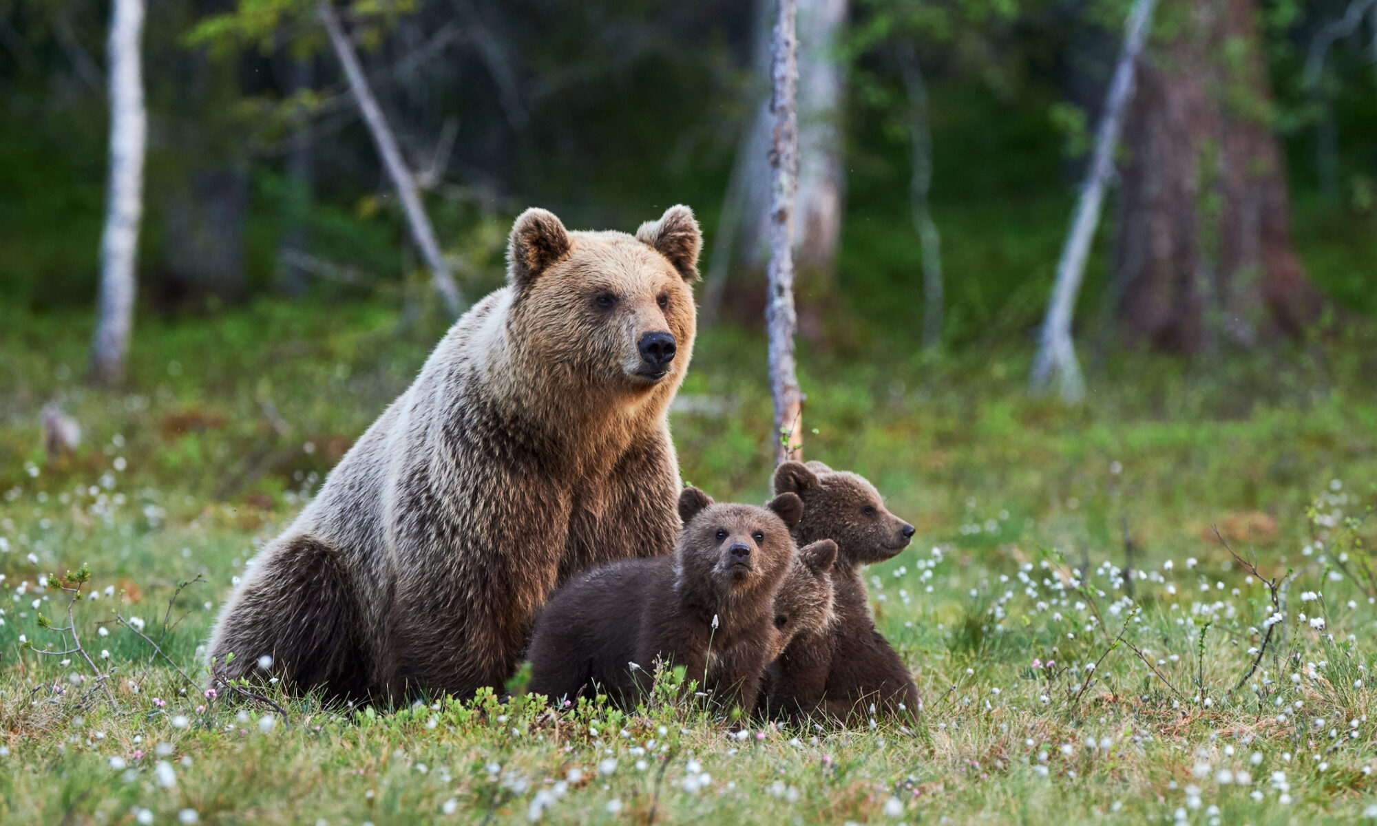 The population of brown bears in the Pyrenees reaches record numbers: it grows to more than 100 individuals
