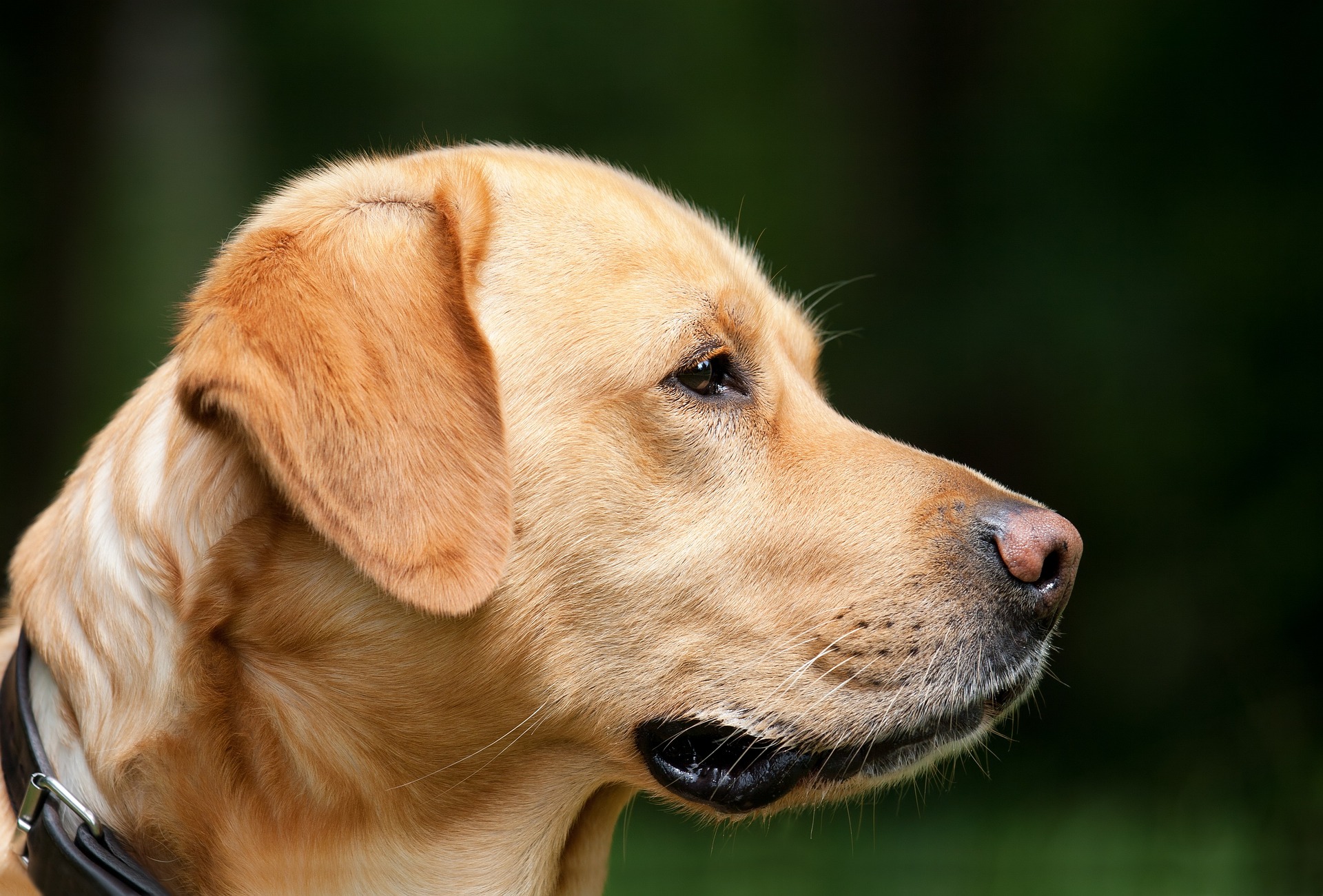 El vínculo olfativo: cómo los perros y sus dueños se reconocen a través del olor
