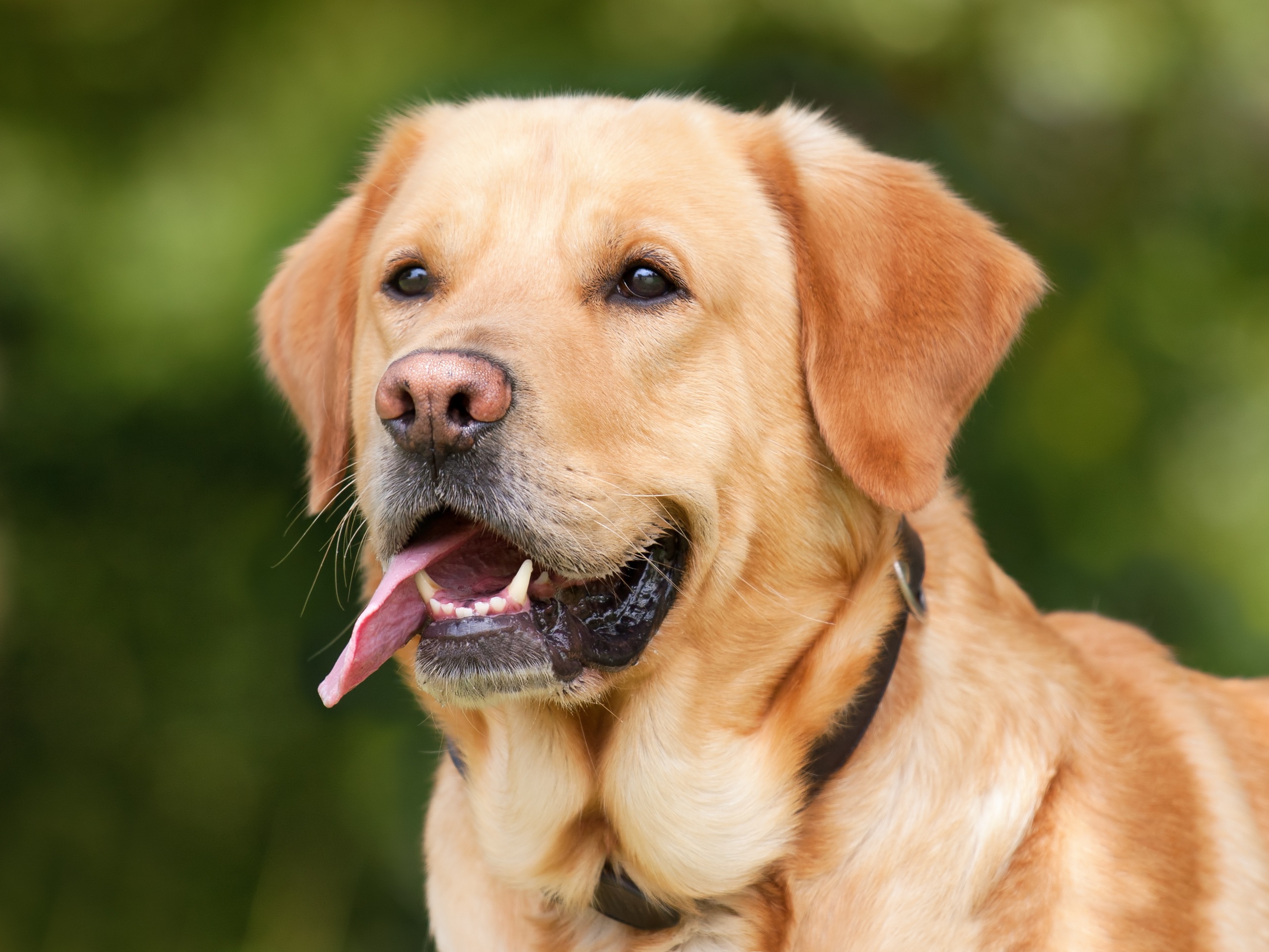 Labor Revolution! Your Pet Could Save You from Layoff