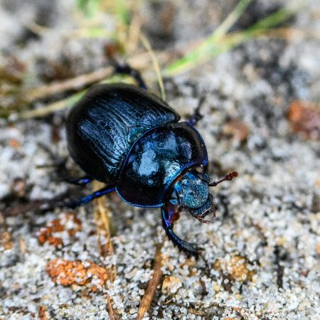 Descubren por primera vez escarabajos raros en la Amazonía ecuatoriana