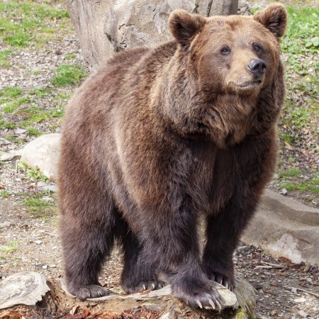 El Renacer del Oso Pardo: Una Historia de Éxito Ecológico en España