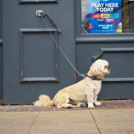 Pet Owners Beware! Your Everyday Behavior Could Be Different