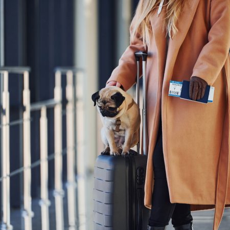 ¡Revolución Peluda en Europa! Adiós al Maltrato, Hola a la Identificación Total de Perros y Gatos