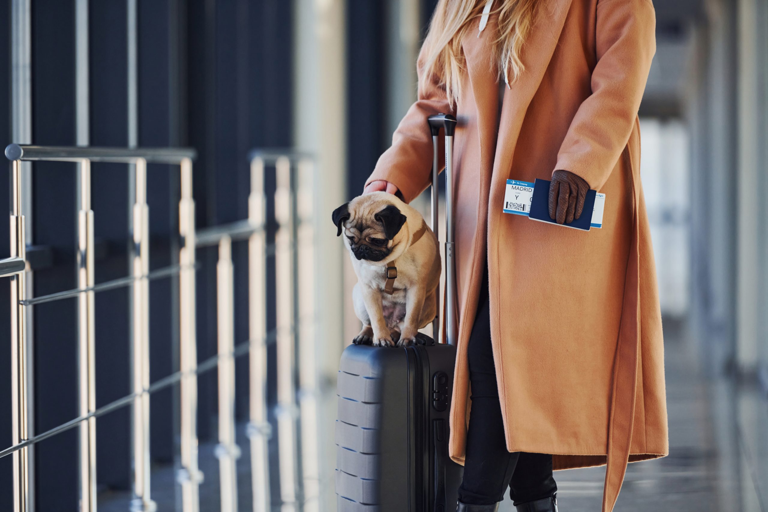 ¡Revolución Peluda en Europa! Adiós al Maltrato, Hola a la Identificación Total de Perros y Gatos