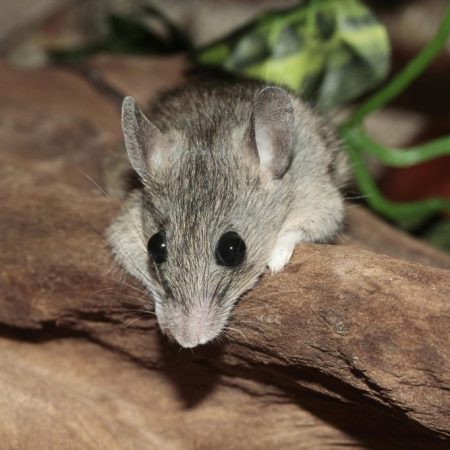 Andes Hantavirus Triggers Panic On A Cruise Ship