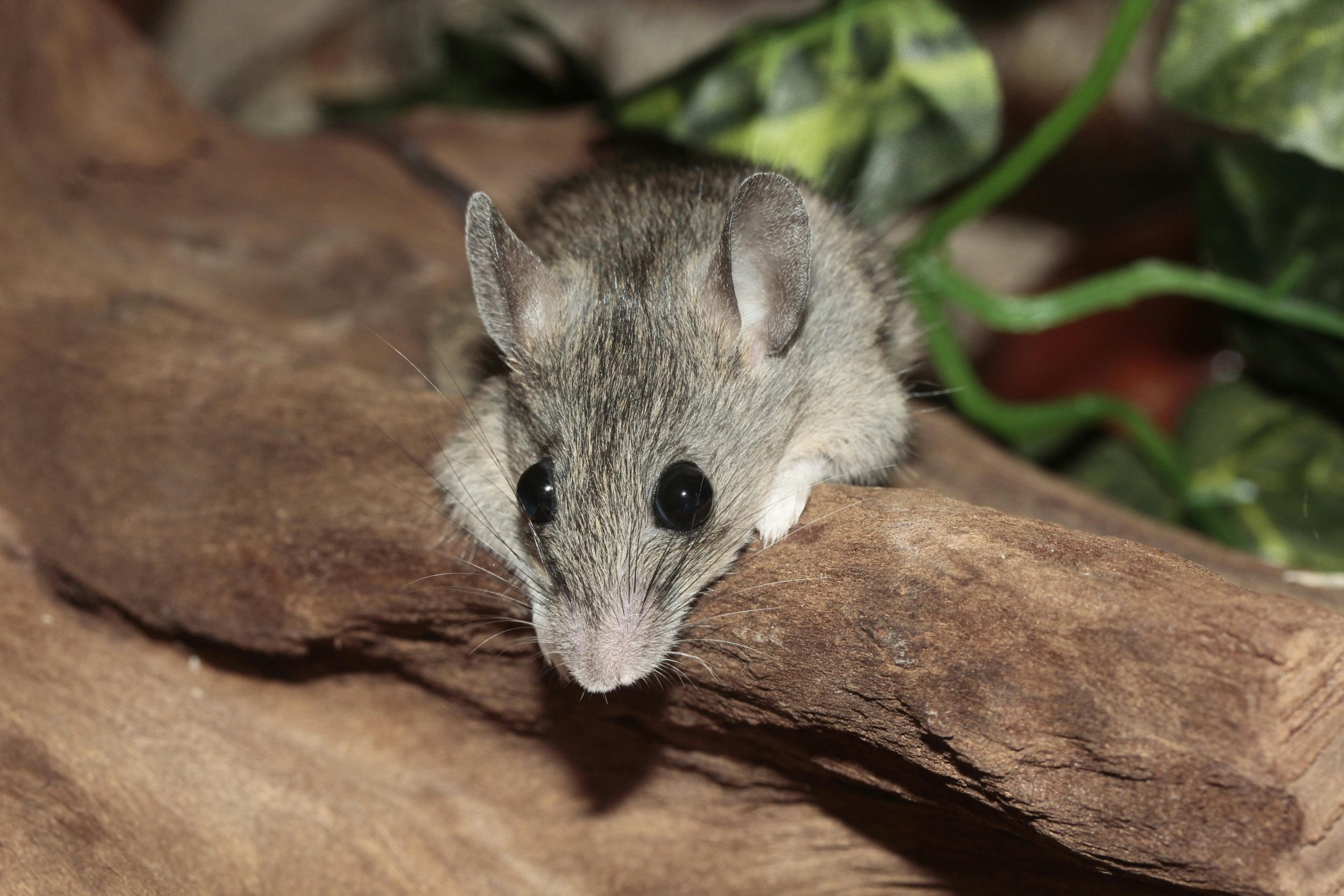 Alerta Sanitaria Global: El Hantavirus de los Andes Desata el Pánico en un Crucero